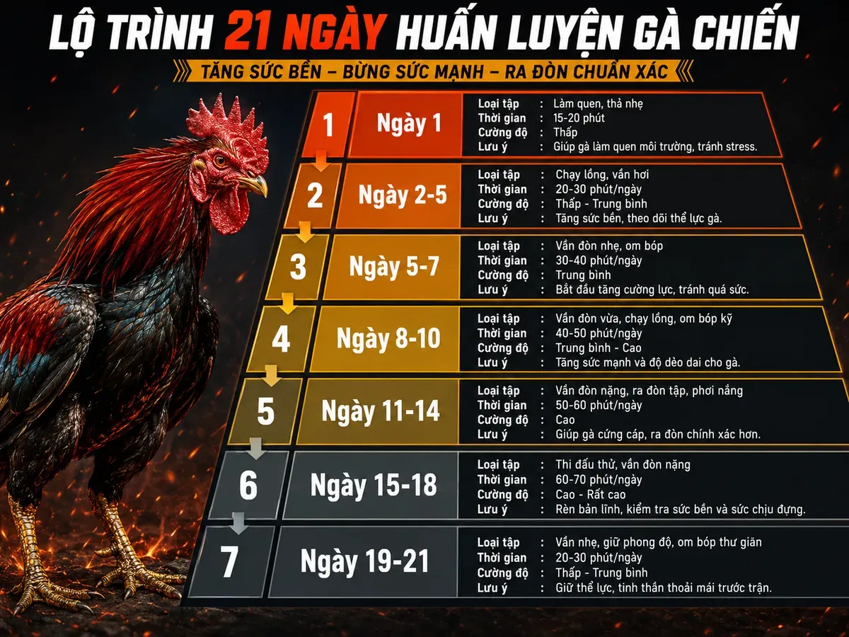 <vi SEO>Infographic 21 ngày luyện gà đá: lịch tập và cường độ từng giai đoạn, từ nhẹ lên cao rồi nghỉ phục hồi.