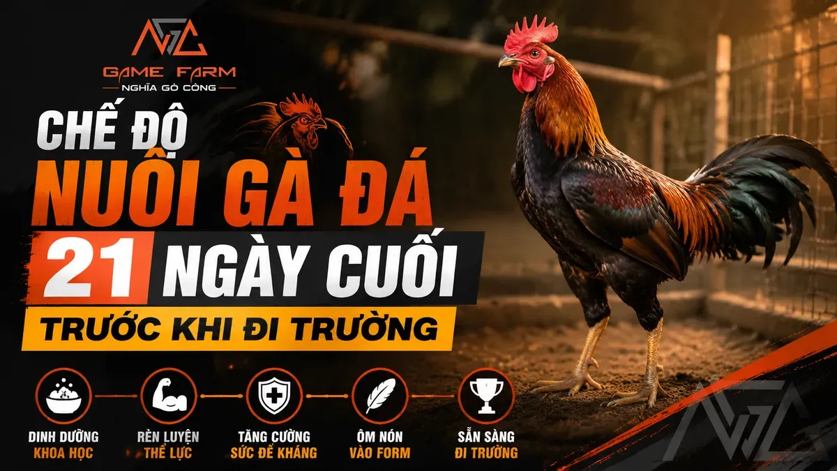 Chế Độ Nuôi Gà Đá: Lịch Trình 21 Ngày Cuối Trước Khi Đi Trường
