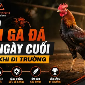 Chế Độ Nuôi Gà Đá: Lịch Trình 21 Ngày Cuối Trước Khi Đi Trường