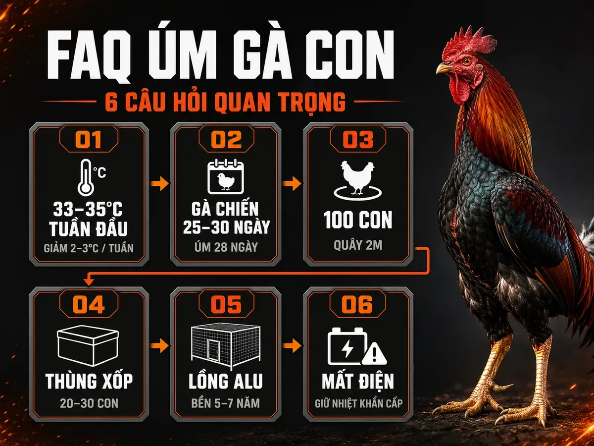 Infographic câu hỏi thường gặp về chuồng úm gà con: nhiệt độ úm, thời gian úm, kích thước quây, lồng úm và xử lý mất điện.