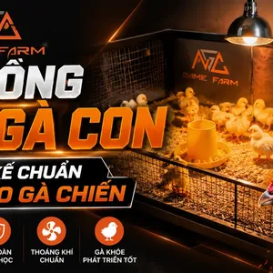 Chuồng Úm Gà Con — Từ Thiết Kế, Thi Công Đến Vận Hành Chuẩn Trại Chuyên Nghiệp