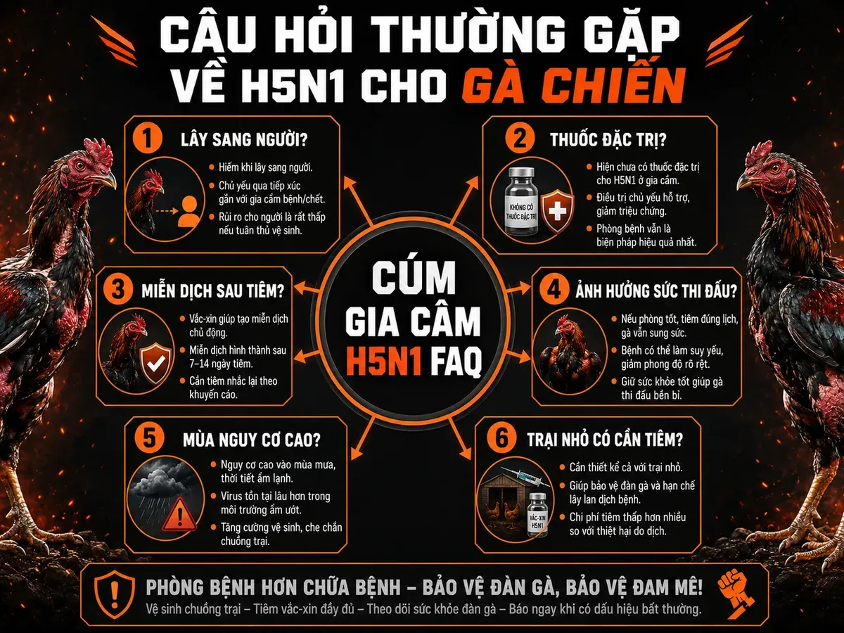 Infographic hub-and-spoke về các câu hỏi thường gặp cúm H5N1 cho gà chiến, nhấn mạnh phòng ngừa và tiêm vắc xin