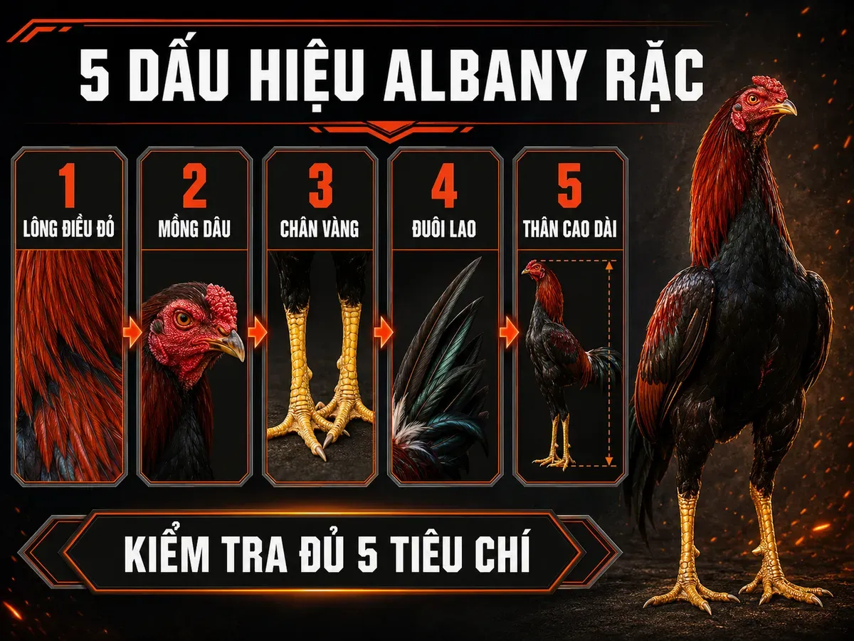 Infographic 5 đặc điểm nhận dạng gà Albany rặc gồm lông điều đỏ, mồng dâu, chân vàng, đuôi lao và thân cao dài.