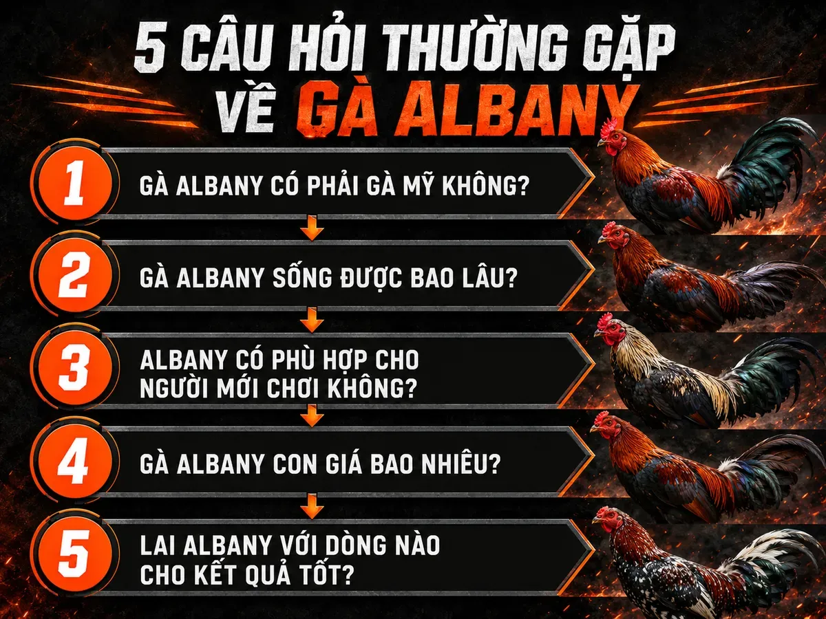 So sánh các đặc điểm gà Albany: nguồn gốc, tuổi thọ, phù hợp, giá, lai tạo