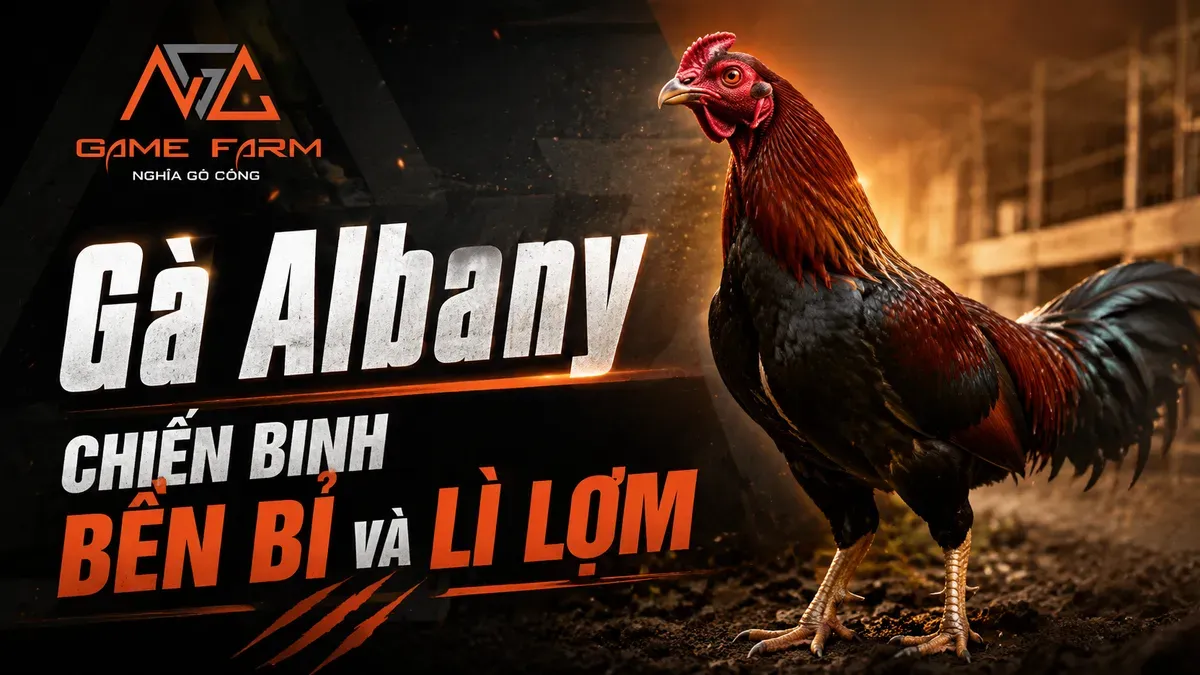 Gà Albany là gì: nguồn gốc, đặc điểm và cách chọn giống chuẩn