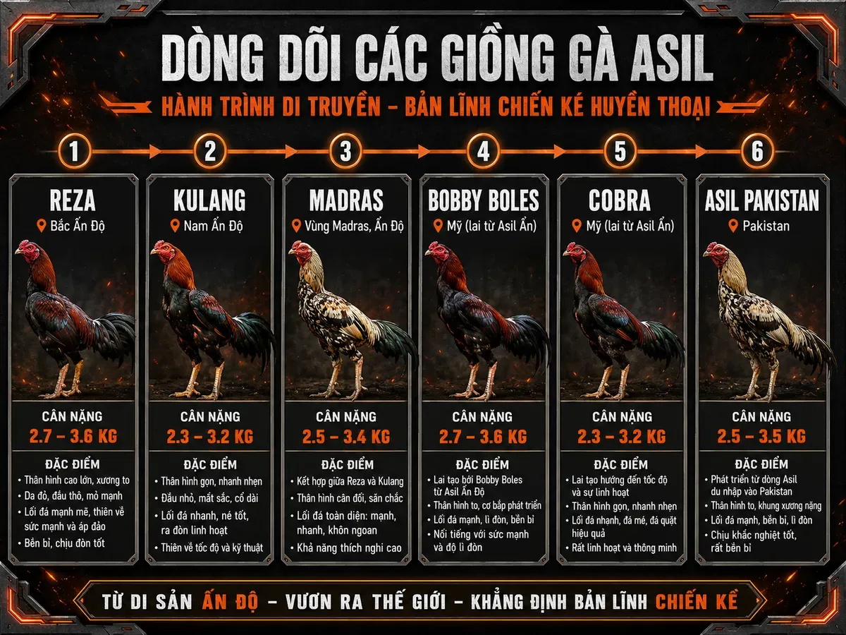 <vi SEO>So sánh các nhánh gà Asil, trọng lượng, xuất xứ, đặc điểm nhận dạng, hình ảnh gà chiến oai vệ