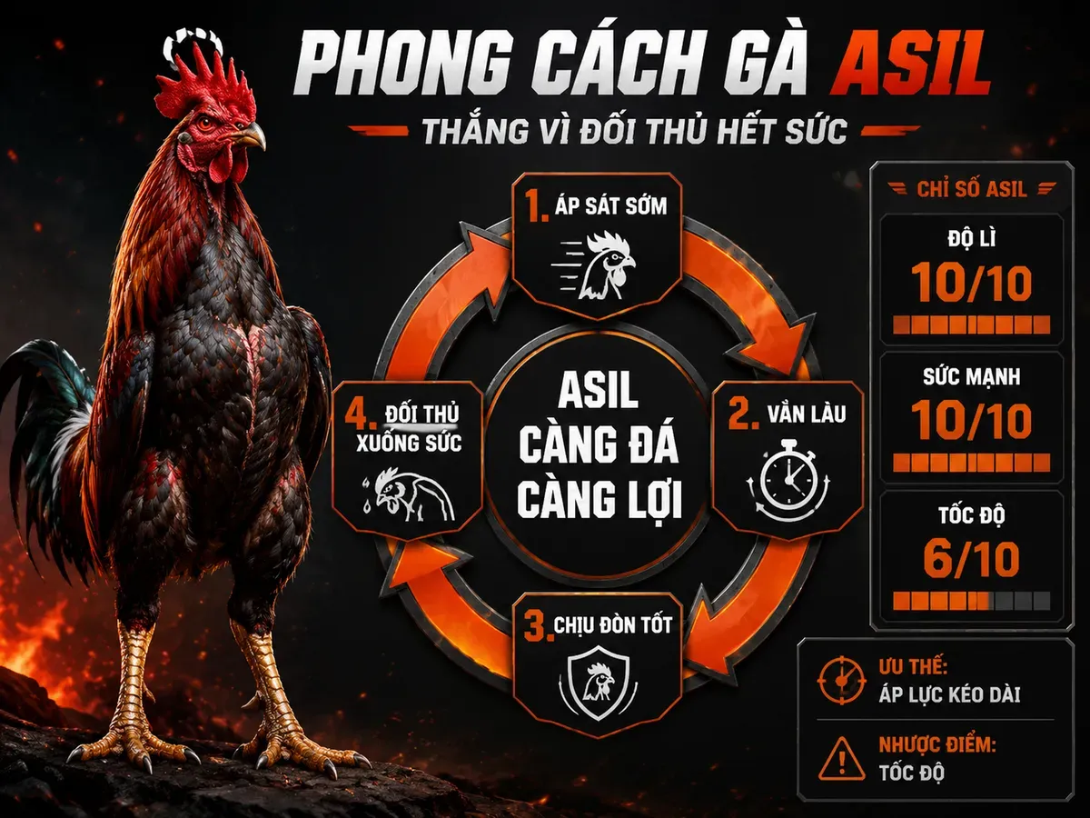Infographic phong cách thi đấu gà Asil với chỉ số sức mạnh, độ lì và chiến thuật áp lực kéo dài