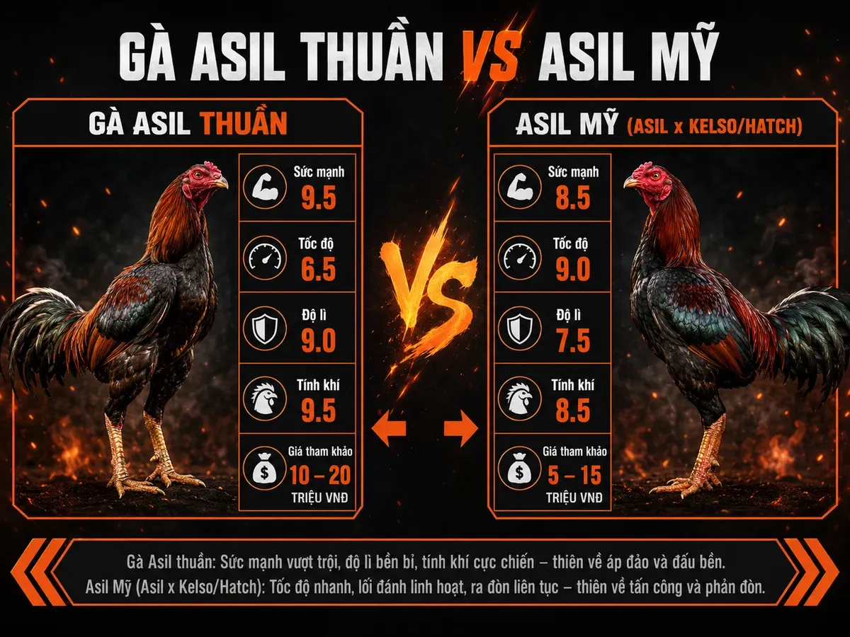 <vi SEO>So sánh Gà Asil thuần và Asil Mỹ, đặc điểm sức mạnh, tốc độ, độ lì, tính khí, giá tham khảo</vi>