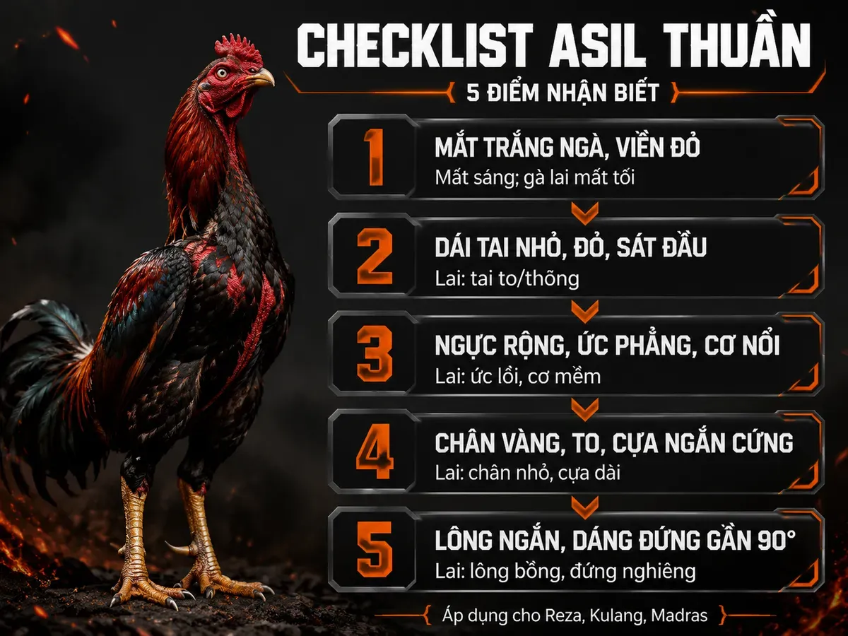 Checklist nhận biết gà Asil thuần 5 điểm: mắt, tai, ngực, chân, lông dáng so với gà lai