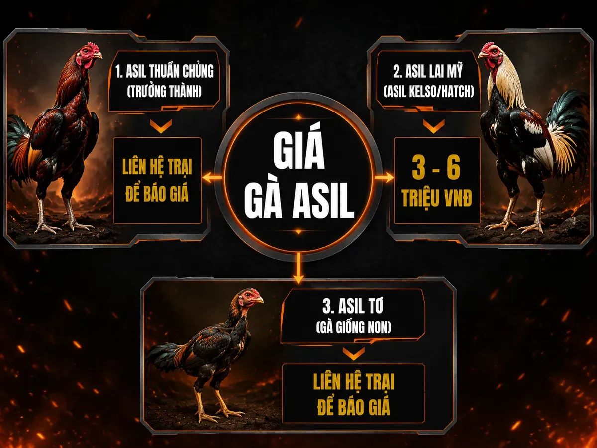 Biểu đồ so sánh giá các loại gà Asil theo phân khúc tại Việt Nam