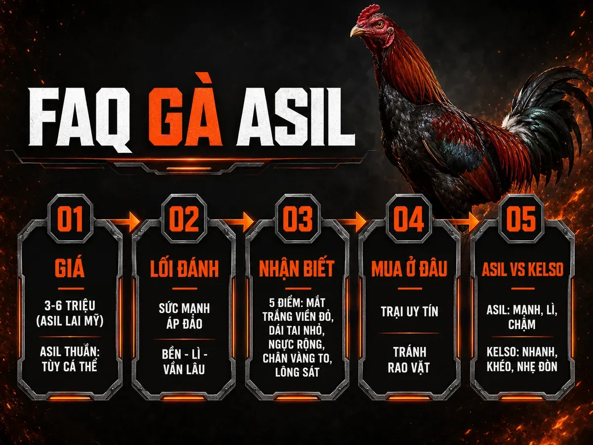 Infographic FAQ gà Asil: giá, lối đánh, nhận biết, nơi mua uy tín, so sánh Asil và Kelso