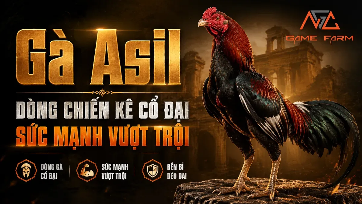 Gà Asil Là Gì? Nguồn Gốc, Đặc Điểm và Phong Cách Thi Đấu