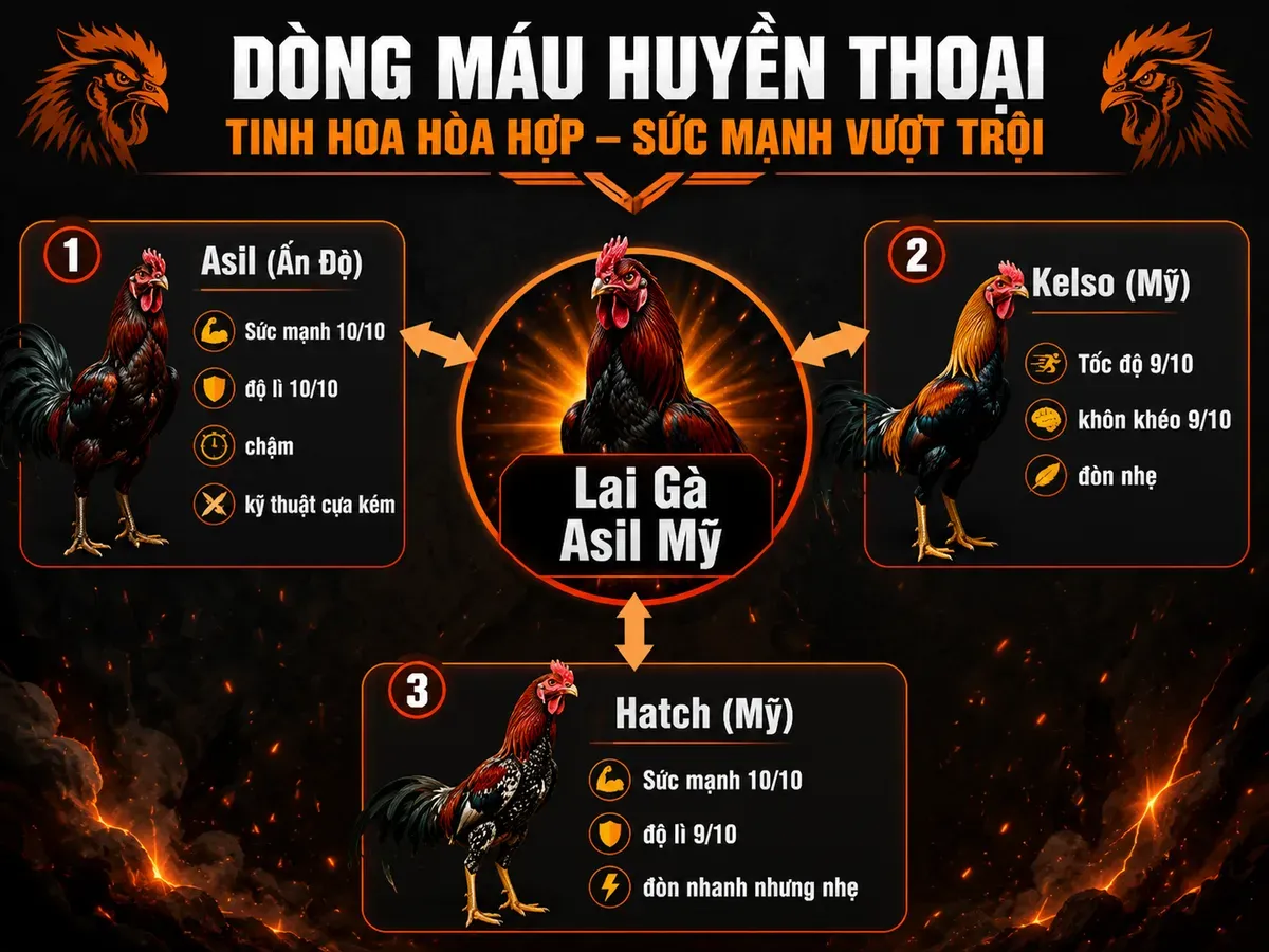 So sánh các dòng gà chiến Asil, Kelso, Hatch để giải thích lai tạo Asil Mỹ