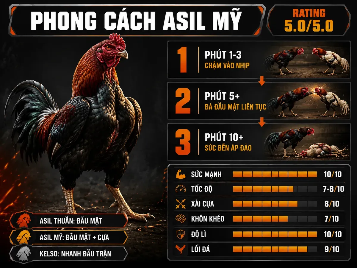 Infographic phong cách chiến đấu gà Asil Mỹ với 6 chỉ số sức mạnh, độ lì và diễn biến lợi thế theo thời gian trận đấu