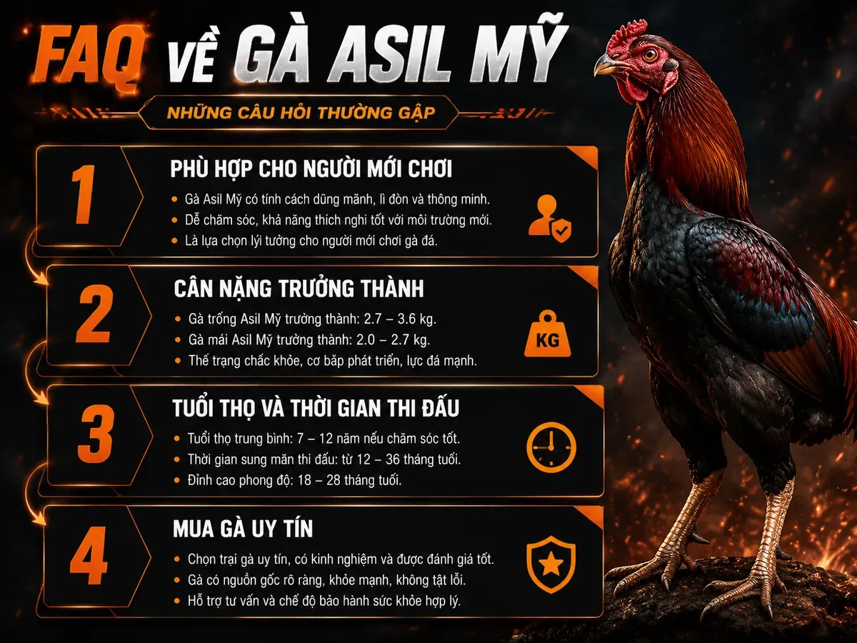Infographic các câu hỏi thường gặp về gà Asil Mỹ, minh hoạ rõ ràng về nuôi, cân nặng, tuổi thọ và mua gà.