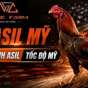 Gà Asil Mỹ: Nguồn Gốc, Đặc Điểm Và Phong Cách Chiến Đấu