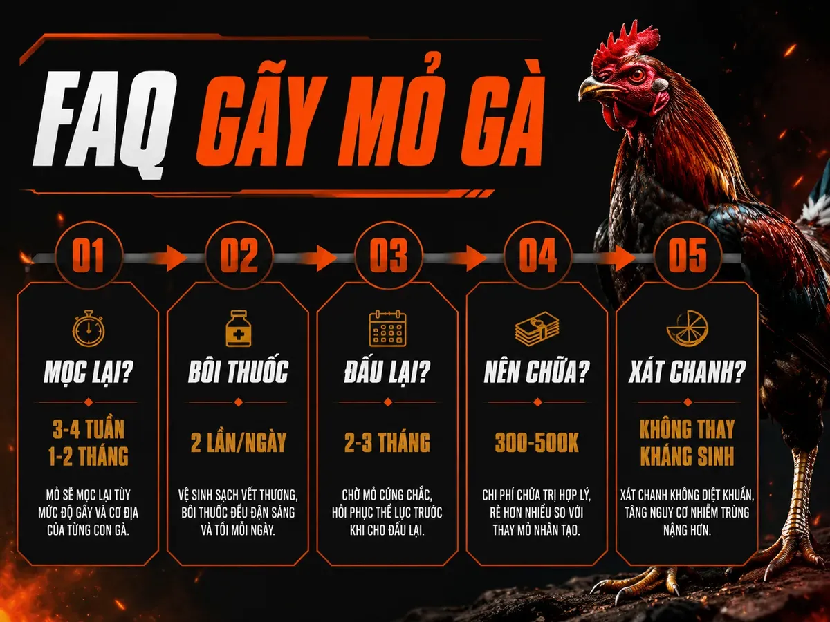 Infographic FAQ gà gãy mỏ trên: thời gian mọc lại, thuốc kích mỏ và phục hồi thi đấu
