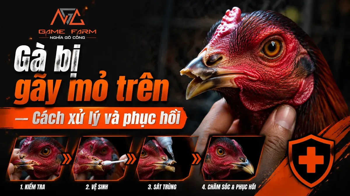 Gà bị gãy mỏ trên: Cách xử lý và phục hồi nhanh tại trại