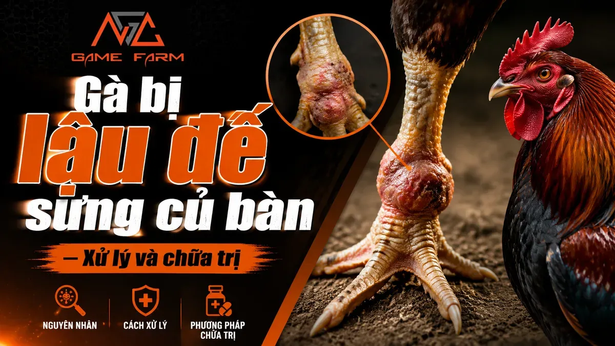 Gà bị lậu đế sưng củ bàn: Cách nhận biết, mổ ké chậu và phác đồ chữa trị