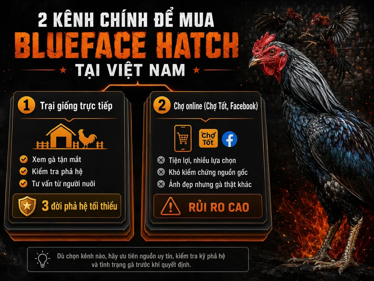 Hướng dẫn mua gà Blueface Hatch tại Việt Nam, so sánh trại giống trực tiếp và chợ online, nhấn mạnh phả hệ và xem gà thực tế