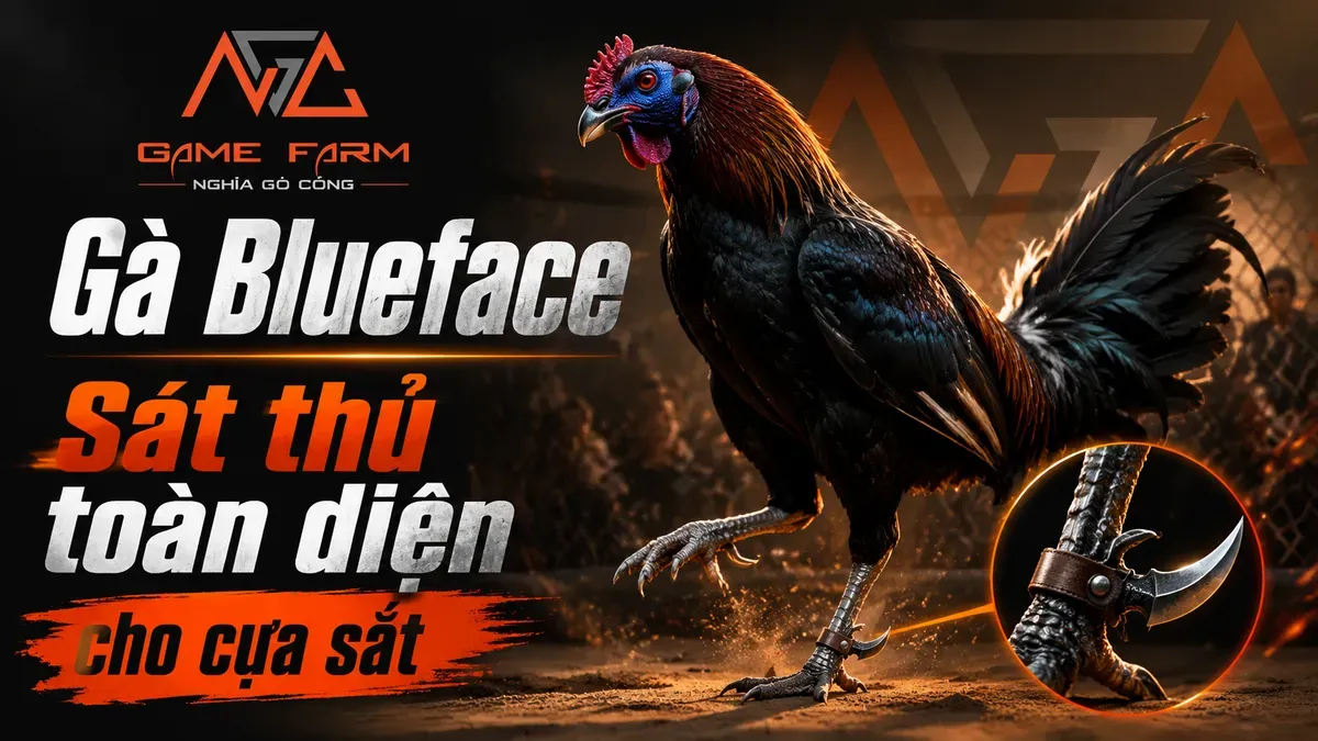 Gà Blueface: Dòng Hatch mặt xanh tái chuyên đâm sâu bằng cựa sắt