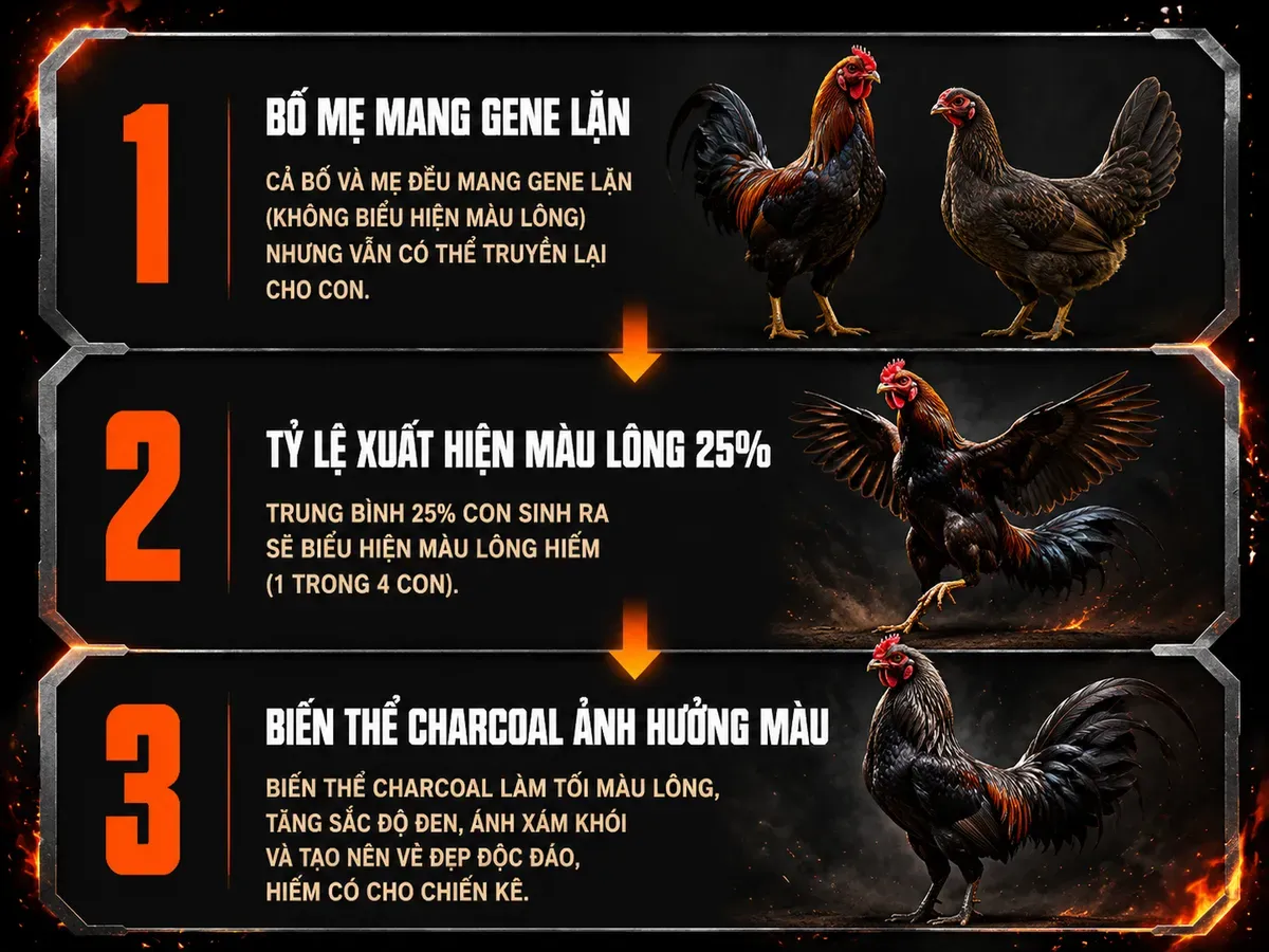 <vi SEO>Diagram minh họa cơ chế di truyền gene lặn Recessive Black và Charcoal trên gà Brassback, hiển thị tỷ lệ xuất hiện màu lông và ảnh hưởng biến thể gene.</vi>