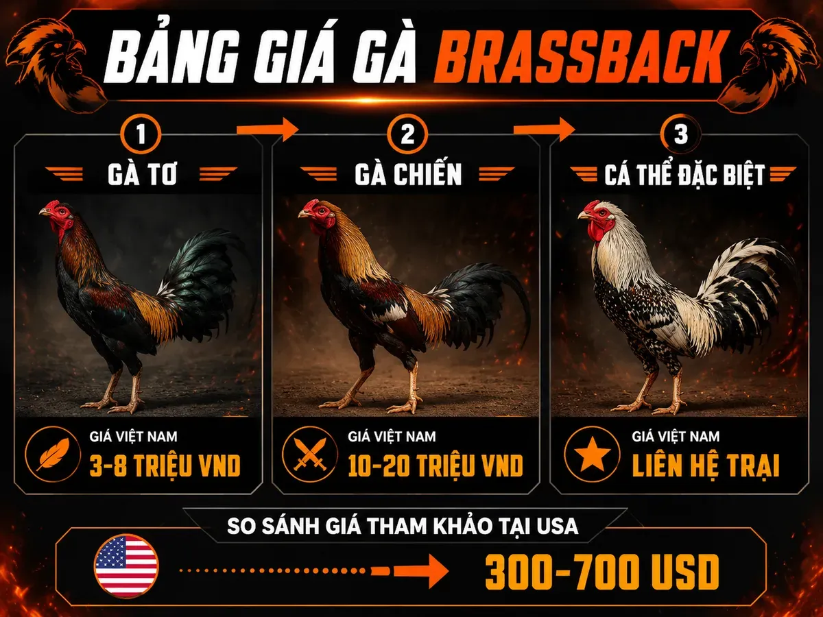 Bảng so sánh giá gà Brassback Việt Nam và Mỹ với 3 cấp độ: gà tơ, gà chiến, cá thể đặc biệt, minh hoạ gà chiến oai vệ