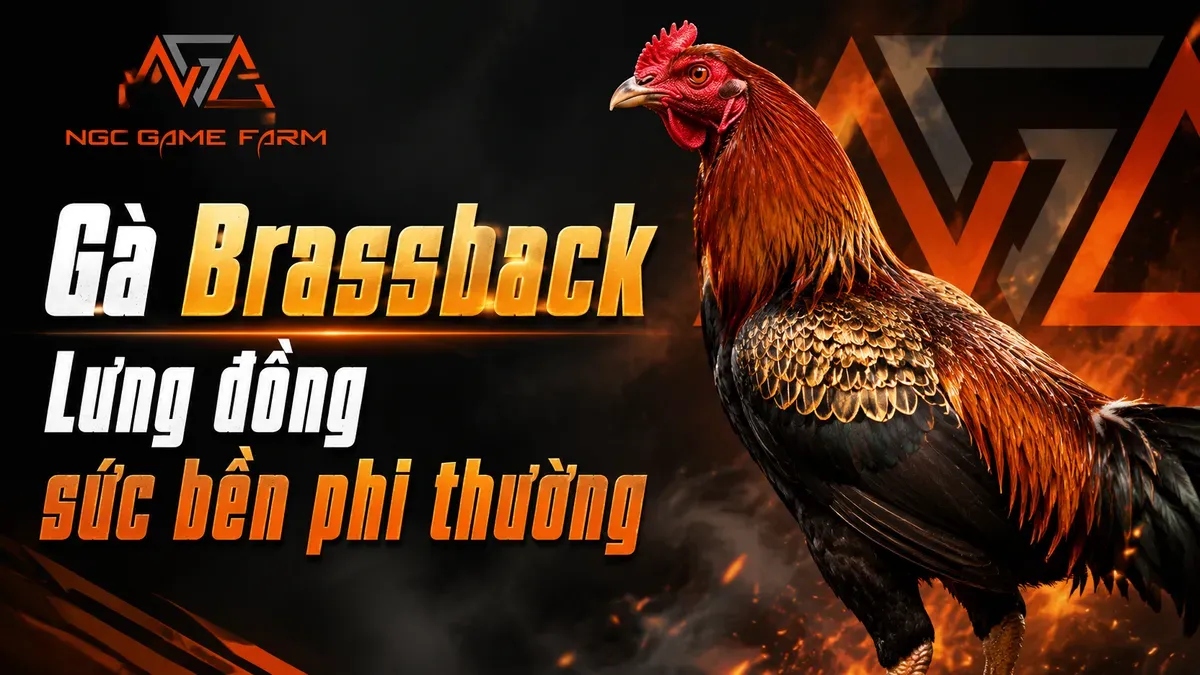 Gà Brassback — Dòng Gà Mỹ Lông Lưng Đồng Chiến Đấu Tốc Độ Cao