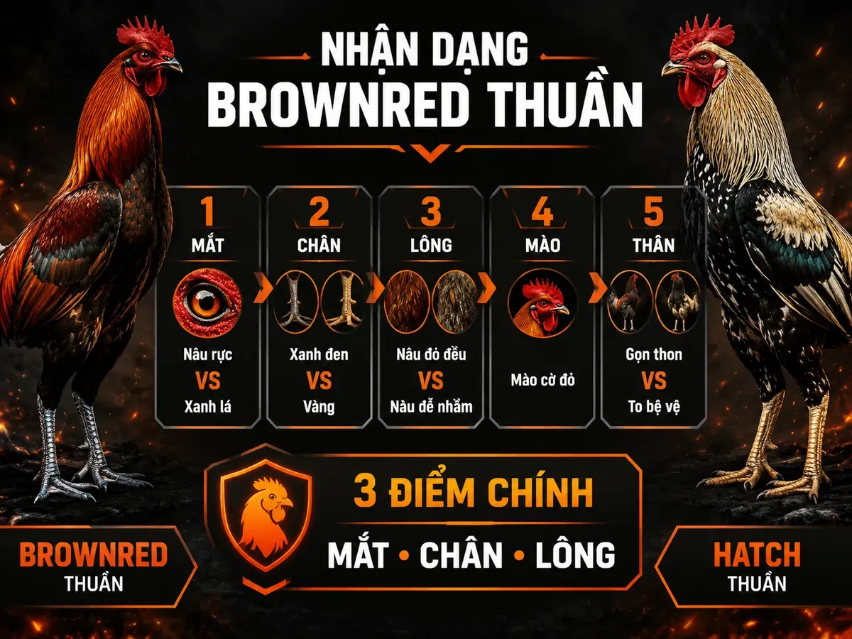 So sánh đặc điểm nhận dạng gà Brownred thuần chủng và Hatch qua mắt, chân, lông, mào, thân hình.