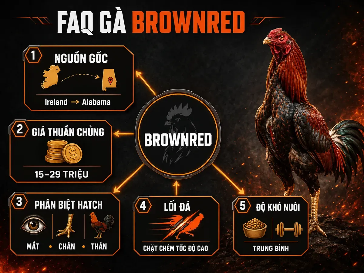 Infographic câu hỏi thường gặp về gà Brownred gồm nguồn gốc, giá, cách phân biệt Hatch, lối đá và độ khó nuôi.