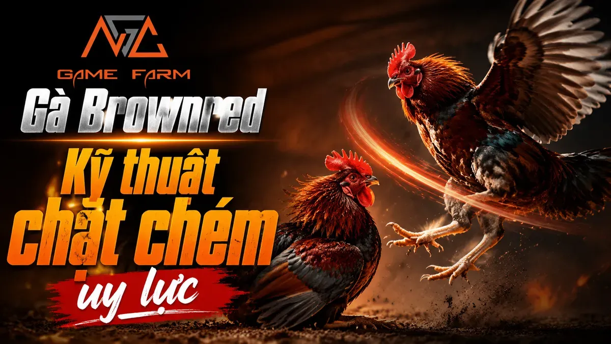 Gà Brownred: Nguồn Gốc, Đặc Điểm và Phong Cách Chặt Chém Uy Lực