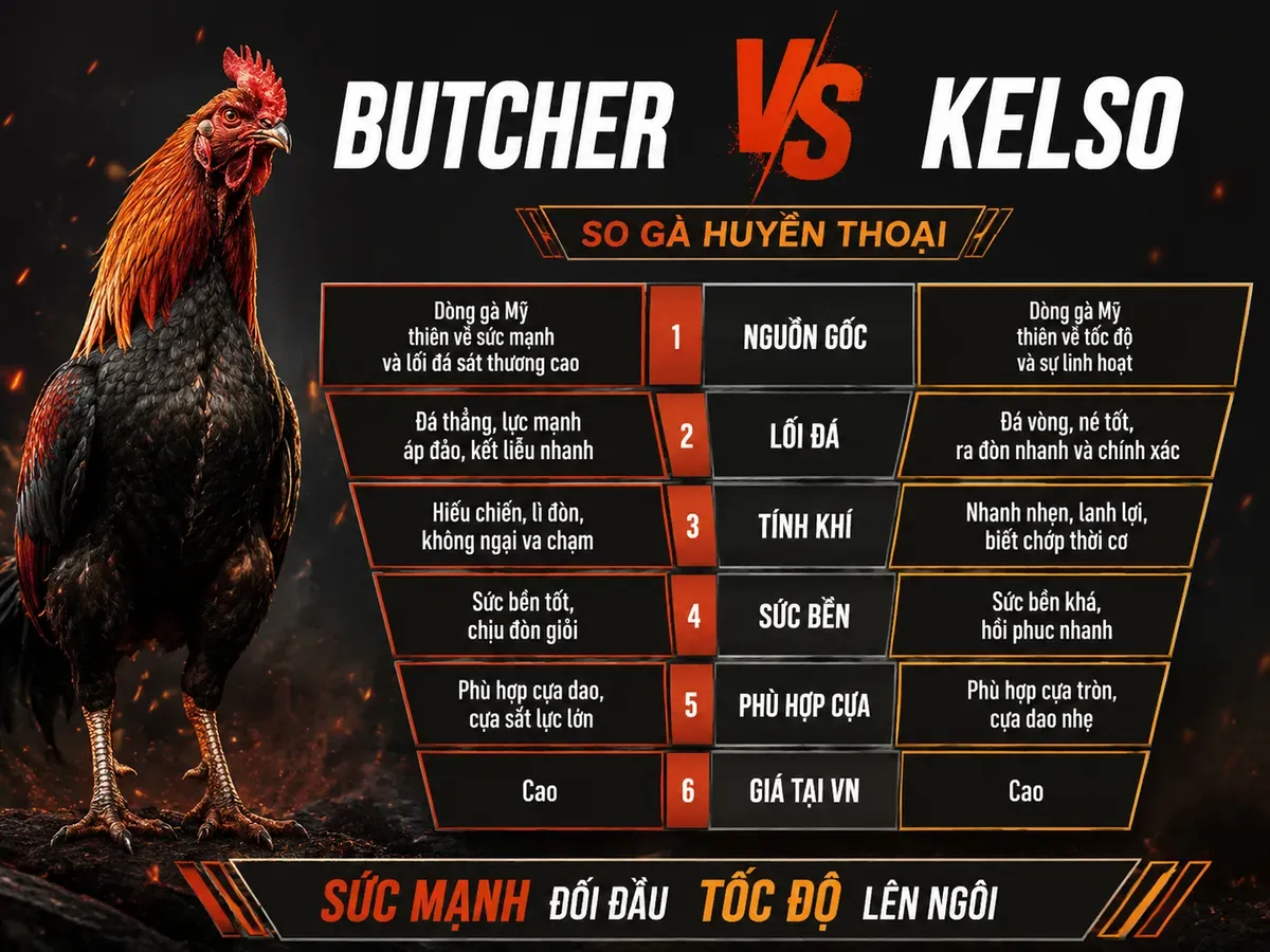 So sánh dòng gà Mỹ Butcher và Kelso qua tiêu chí: lối đá, tính khí, sức bền, phù hợp cựa và giá tại Việt Nam