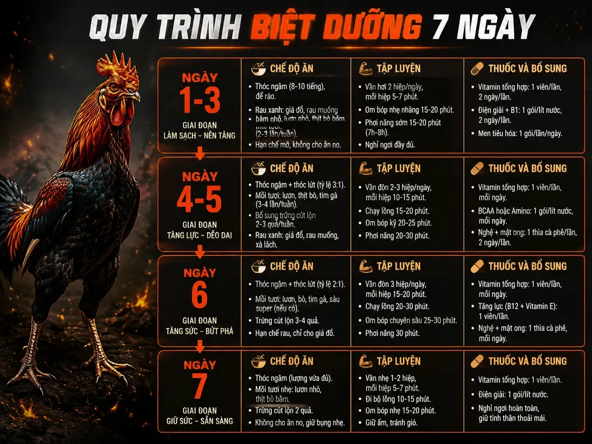 Quy trình biệt dưỡng 7 ngày cho gà Butcher Mỹ đòn nặng trước khi thi đấu, hiển thị chế độ ăn, tập luyện và bổ sung thuốc.