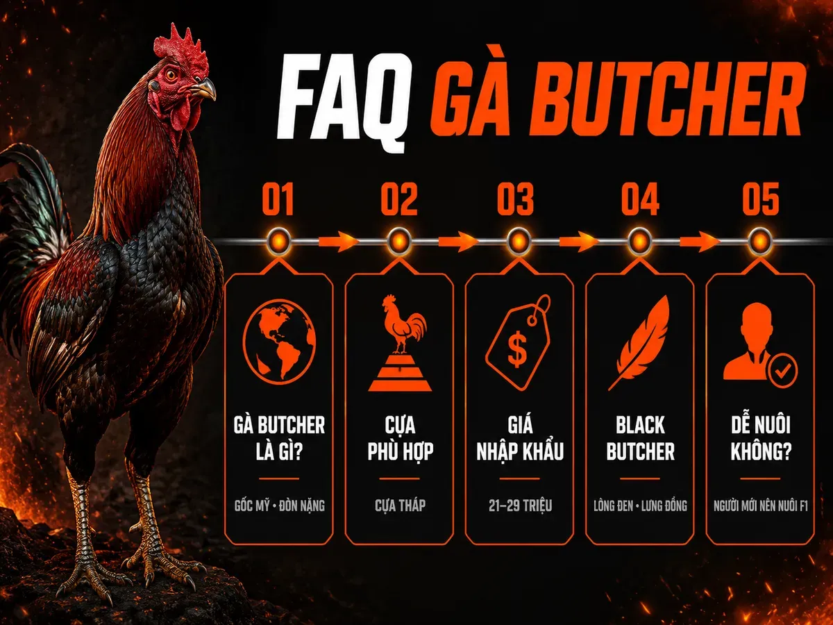 Infographic câu hỏi thường gặp về gà Butcher gồm nguồn gốc, cựa tháp, giá nhập khẩu, Black Butcher và kỹ thuật nuôi