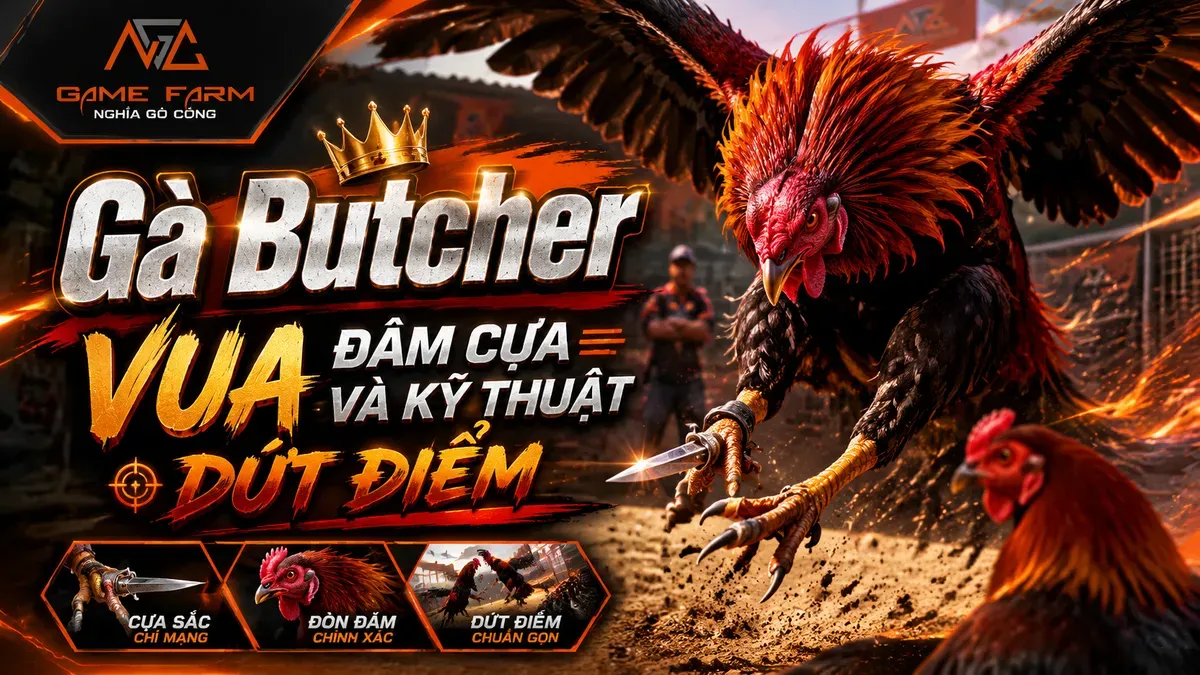 Gà Butcher là gì: Nguồn gốc, đặc điểm và cách nhận biết dòng gà Mỹ đòn nặng