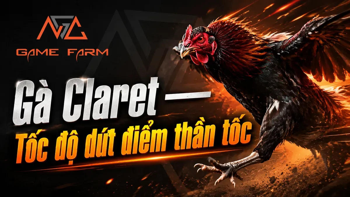 Gà Claret Là Gì? Nguồn Gốc, Đặc Điểm và Phong Cách Chiến Đấu