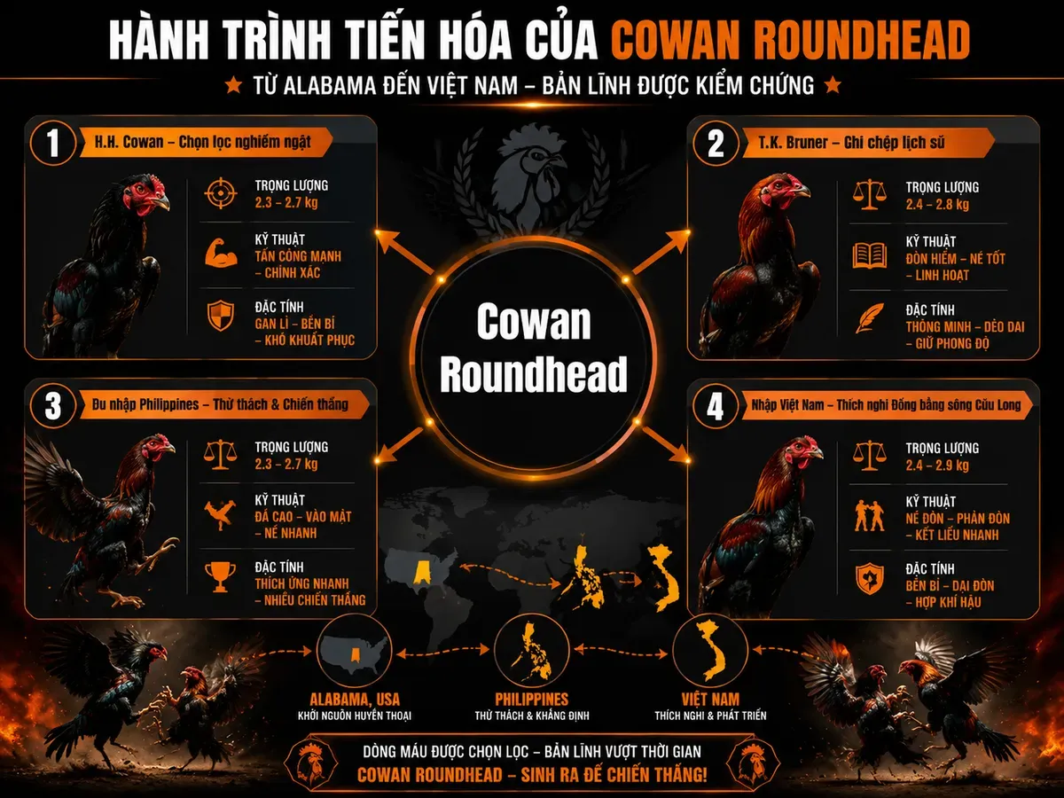 Sơ đồ nguồn gốc và phát triển gà Cowan Roundhead từ Alabama sang Việt Nam, hiển thị các giai đoạn chính với nhãn rõ ràng