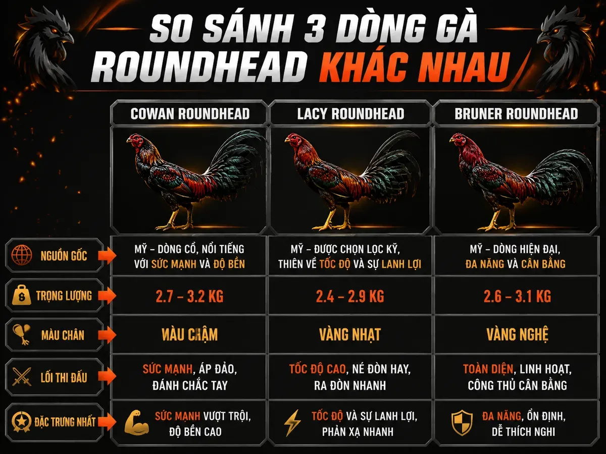 So sánh chi tiết đặc điểm Cowan Roundhead với Lacy và Bruner, giúp nhận diện gà chiến chuẩn.
