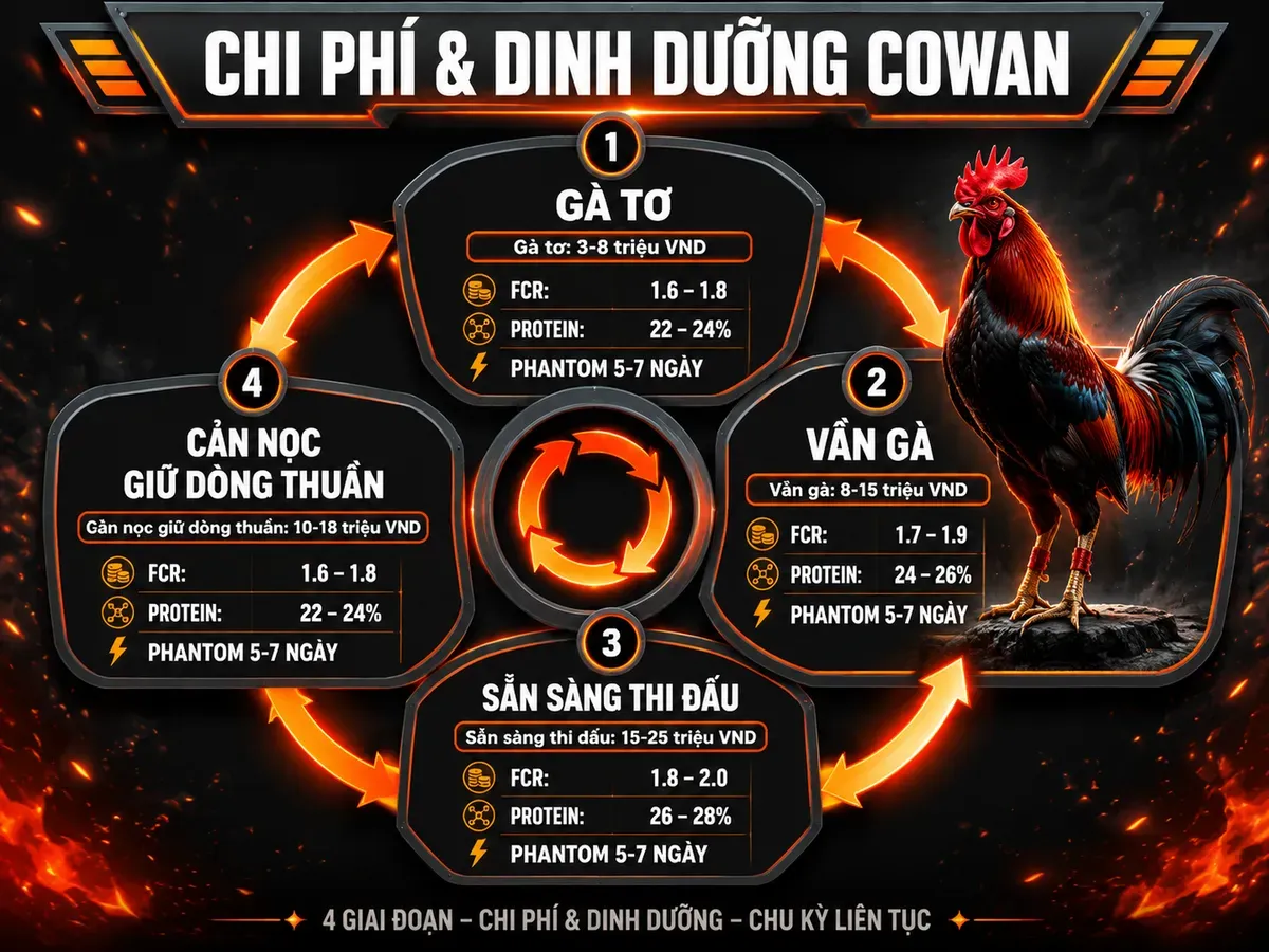 Bảng chi phí, dinh dưỡng và quy trình cản gà nọc dòng Cowan từ gà tơ đến chiến kê tại Nghĩa Gò Công