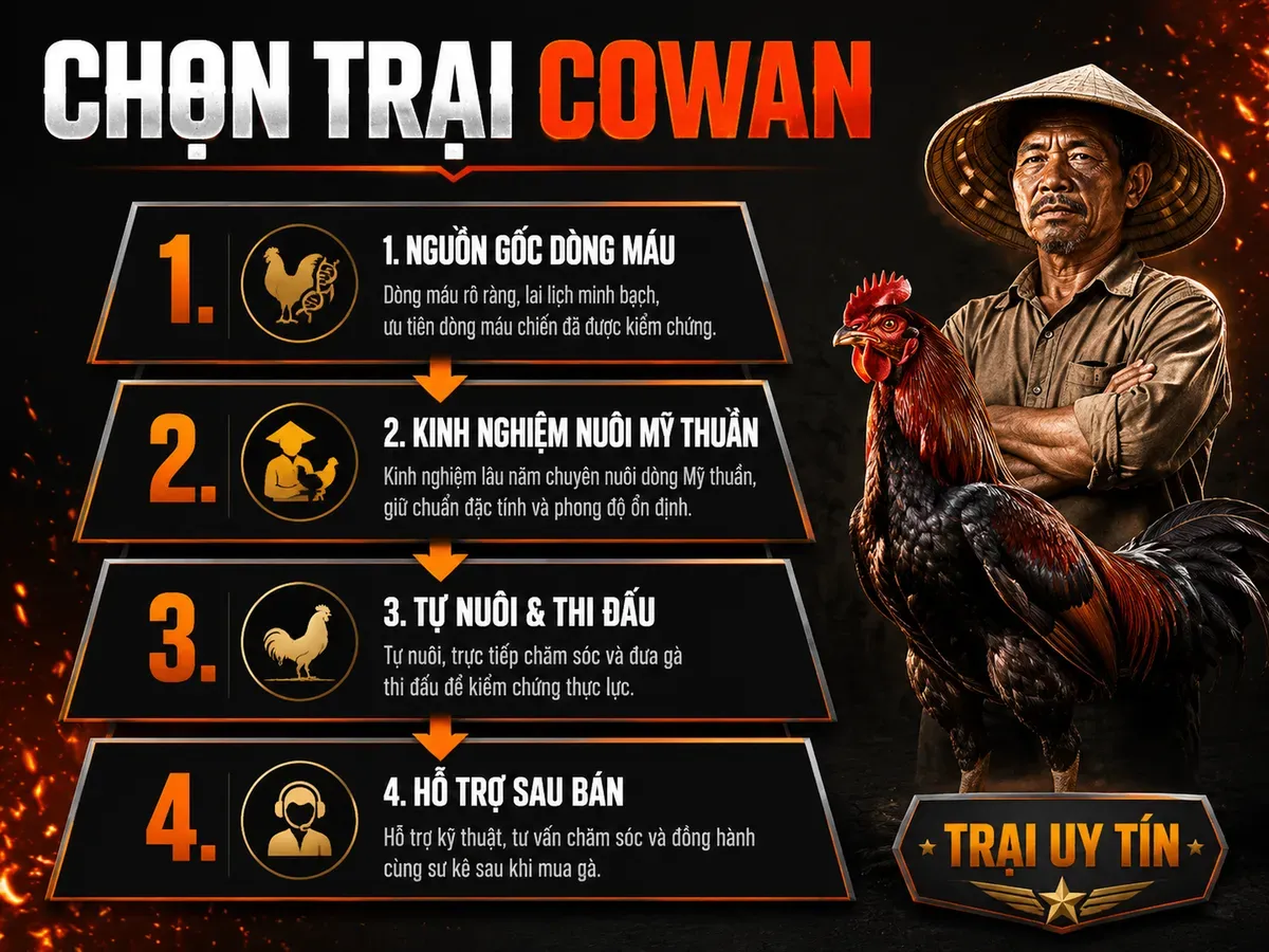 Infographic tiêu chí chọn trại giống Cowan Roundhead uy tín tại Việt Nam với tháp phân tầng và sư kê bên gà chiến.