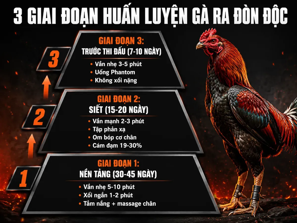 Diagram 3 giai đoạn huấn luyện gà ra đòn độc, minh họa từng bước và mục tiêu mỗi giai đoạn