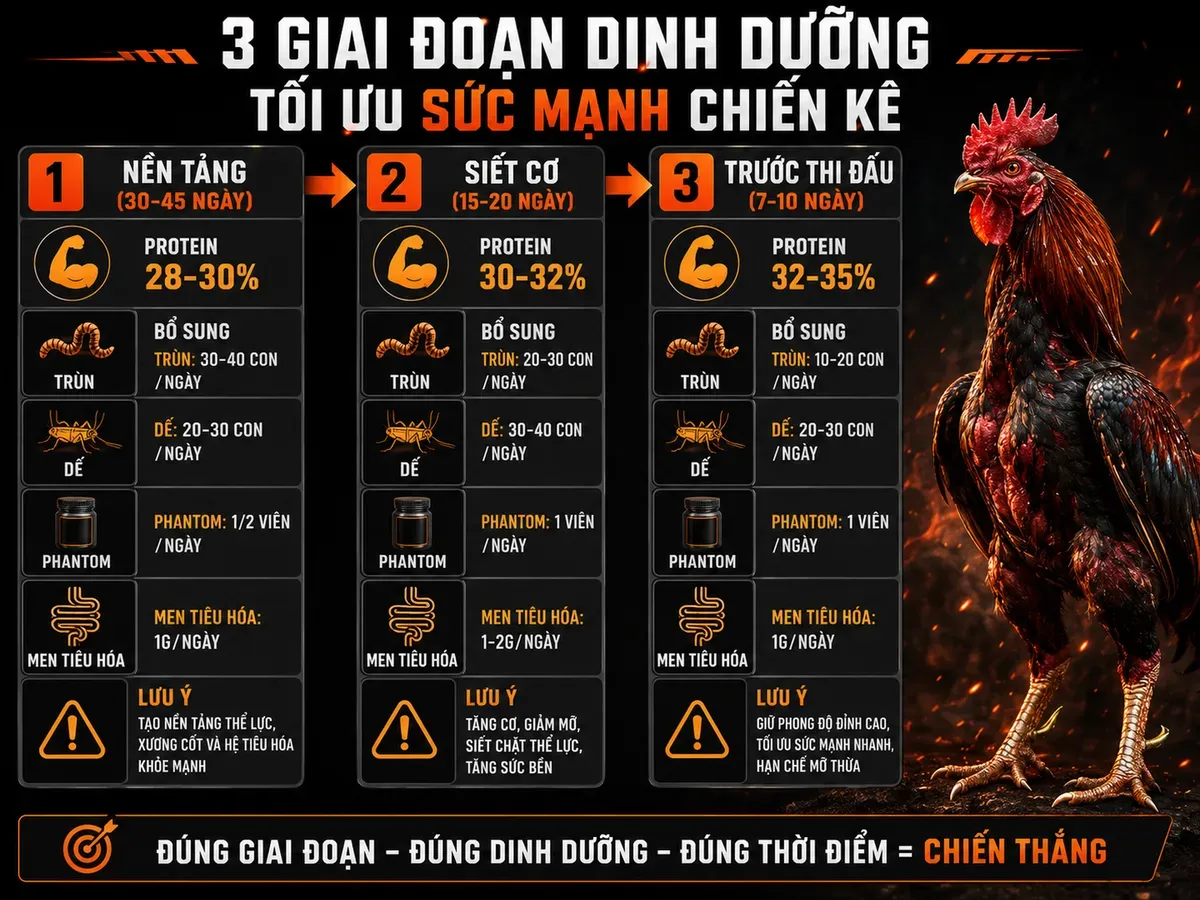 <vi SEO>Infographic hướng dẫn dinh dưỡng cho gà đá Nghĩa Gò Công theo từng giai đoạn chuẩn</vi>