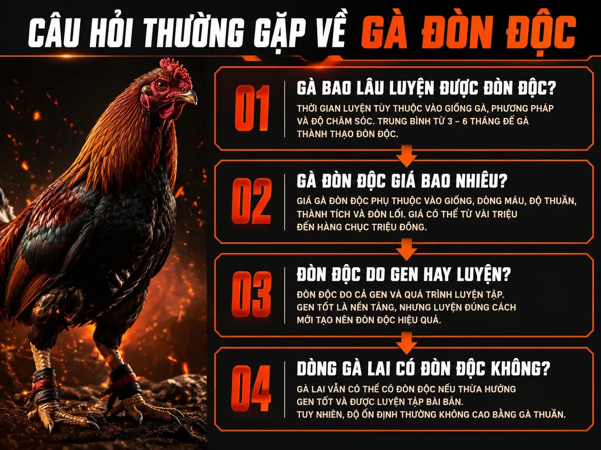 Infographic FAQ gà đòn độc, hướng dẫn thời gian luyện, giá, gen và dòng lai, phong cách dark combat Nghĩa Gò Công