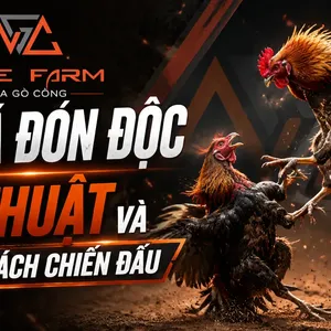 Gà Đá Đòn Độc: Đặc Điểm Nhận Biết, Các Thế Đá Hiểm Và Cách Huấn Luyện