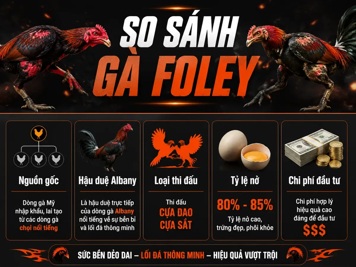 So sánh chi tiết gà Foley: nguồn gốc, dòng Albany, thi đấu, tỷ lệ nở, chi phí nuôi.