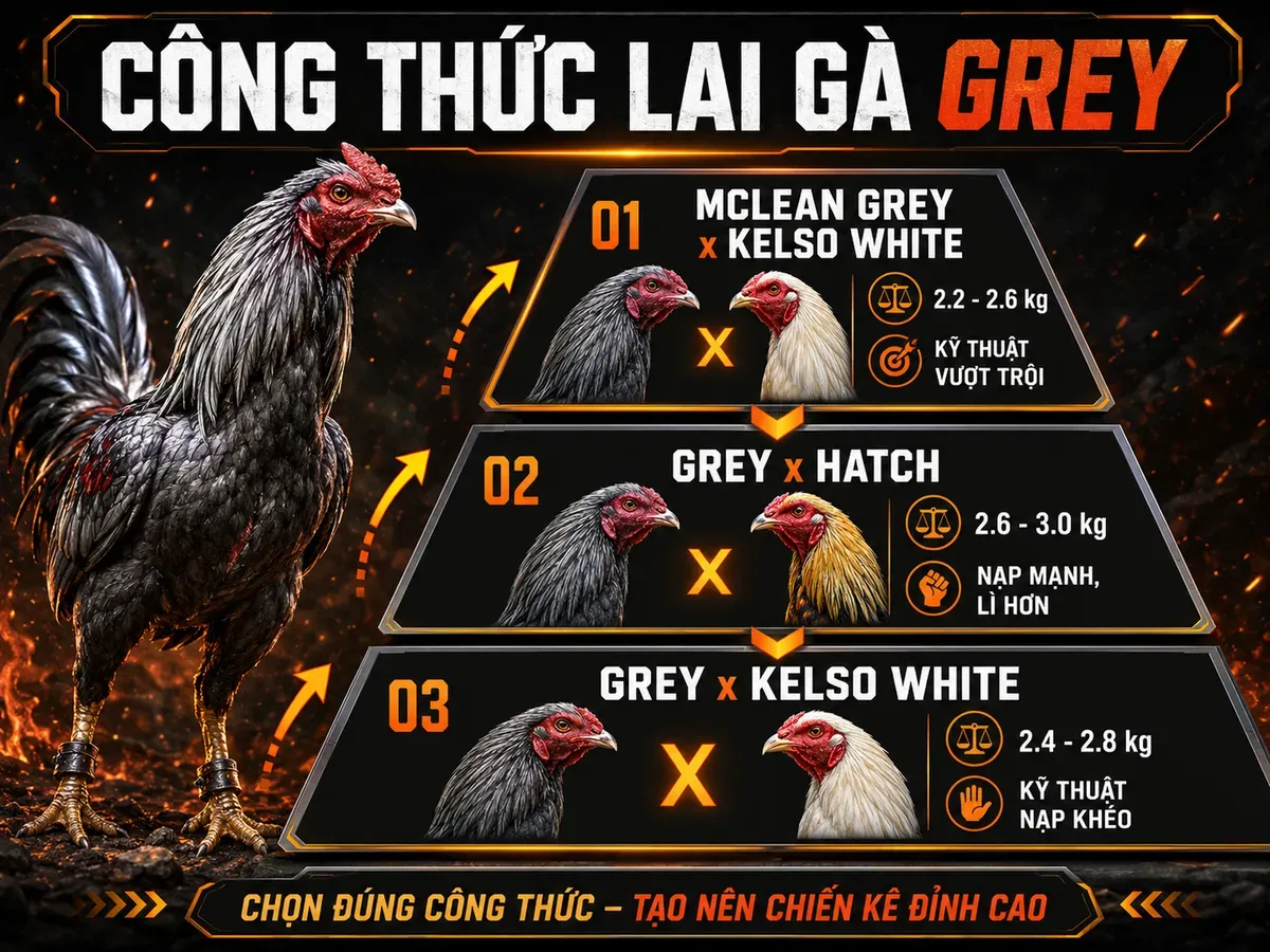 Sơ đồ phân loại công thức lai gà Grey, so sánh F1 Grey x Kelso White, Grey x Hatch và McLean Grey x Kelso White