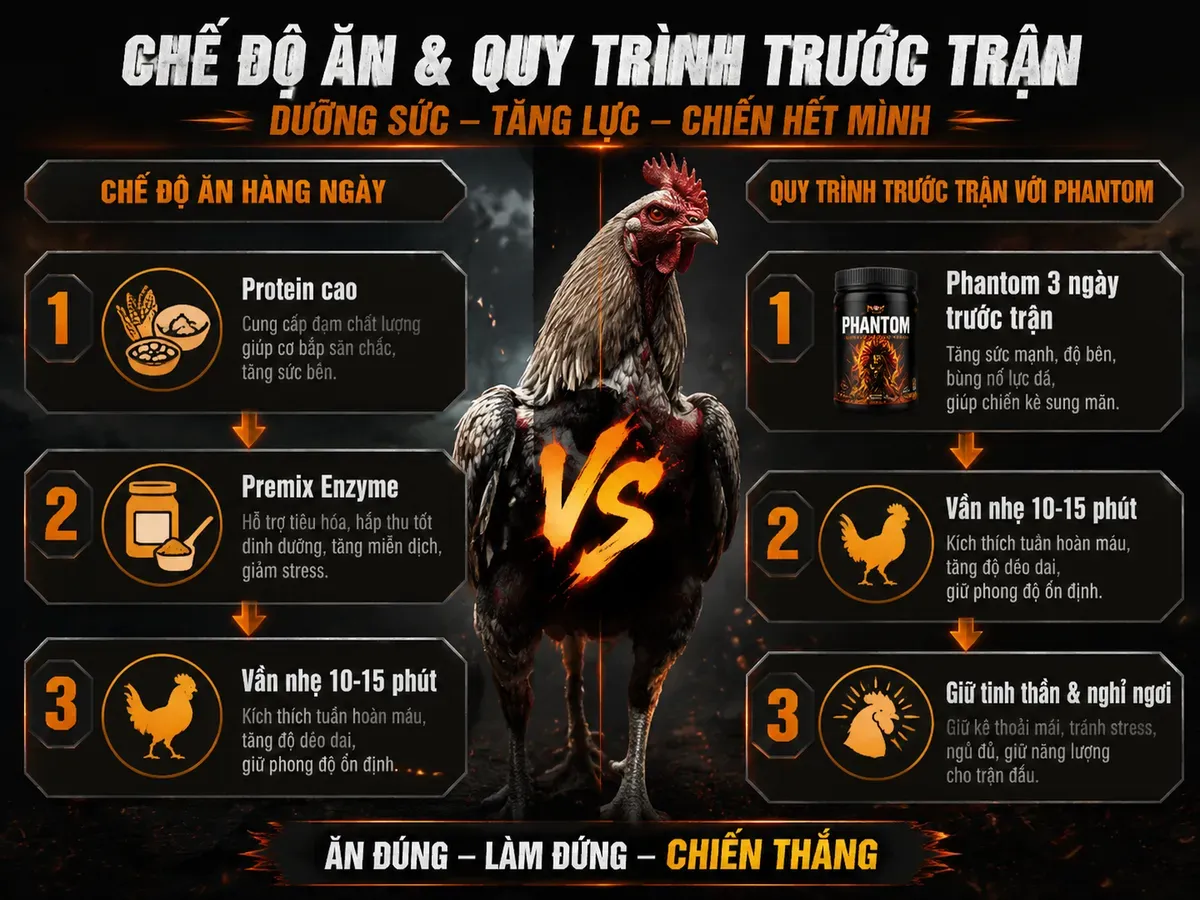 Quy trình dinh dưỡng và thuốc đá Phantom cho gà Grey, so sánh chế độ hàng ngày và chuẩn bị trước trận đấu