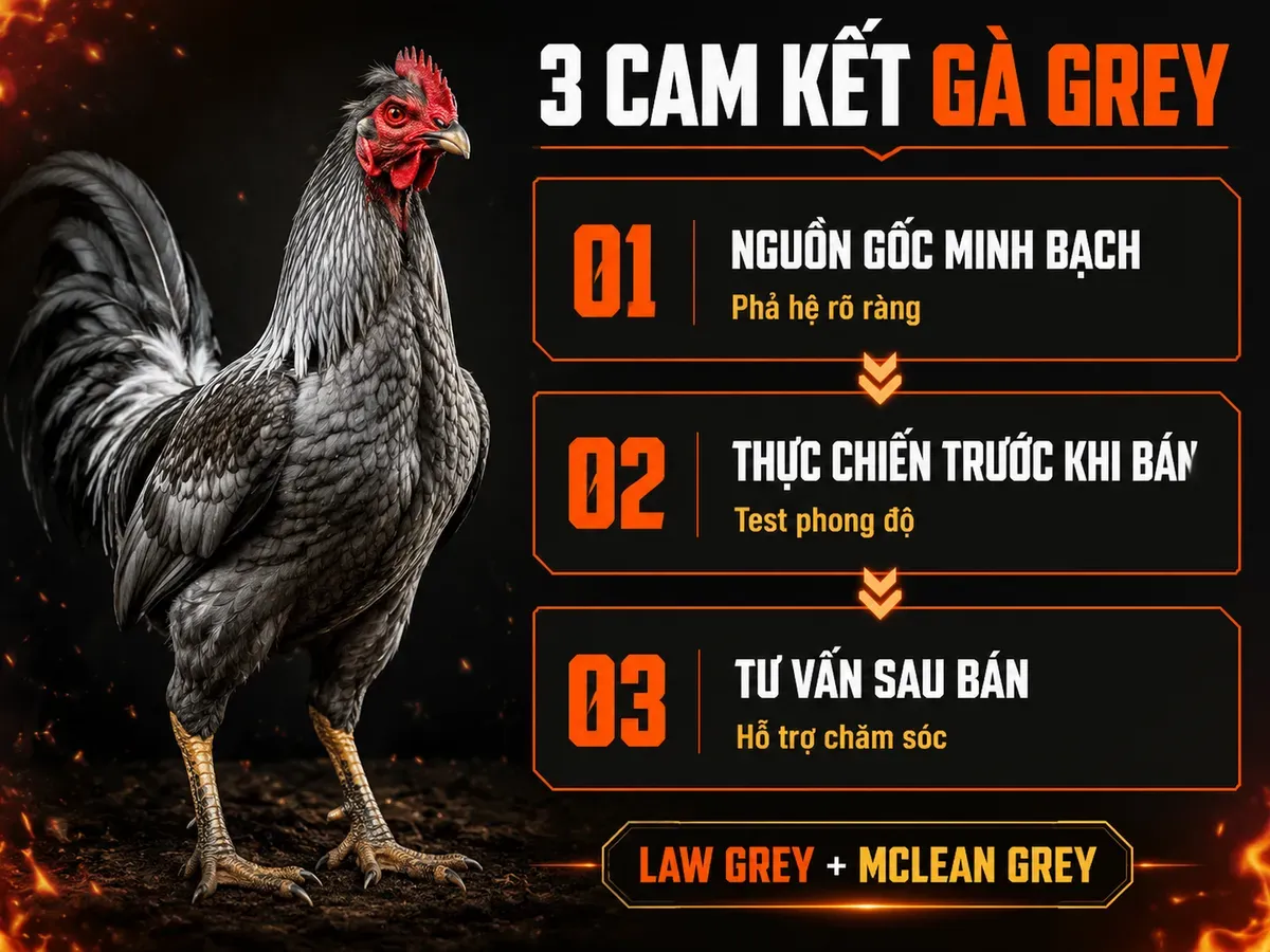 Infographic 3 cam kết chọn gà Grey Law Grey và McLean Grey tại trại với phả hệ rõ ràng, test thực chiến và hỗ trợ sau bán.