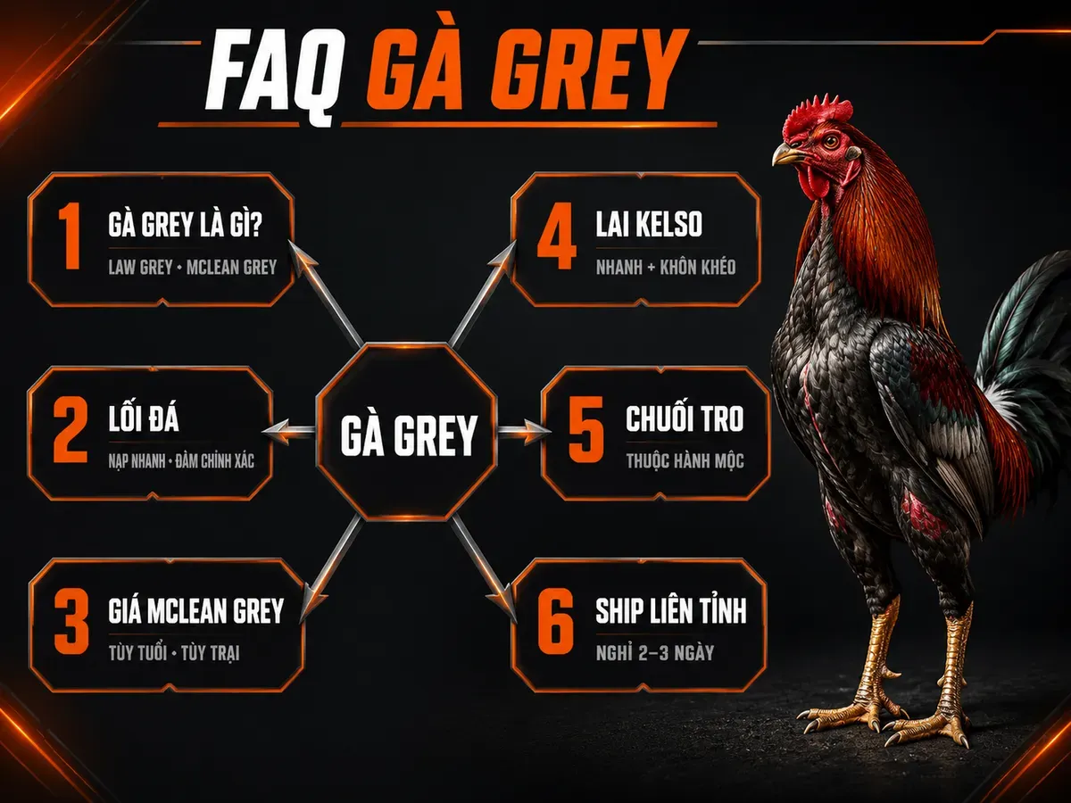 Infographic câu hỏi thường gặp về gà Grey với 6 nhánh thông tin nguồn gốc, lối đá, giá, lai Kelso, phong thủy và vận chuyển
