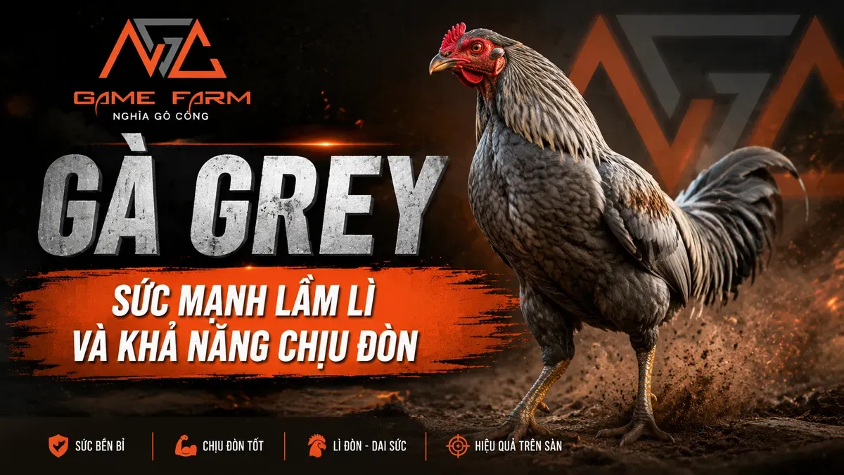 Gà Grey Là Gì? Phân Biệt Law Grey và McLean Grey Chi Tiết